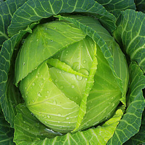 Gastrointestinal stromal tumors – Foods to eat and avoid